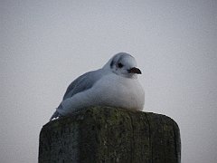 DSCF5204