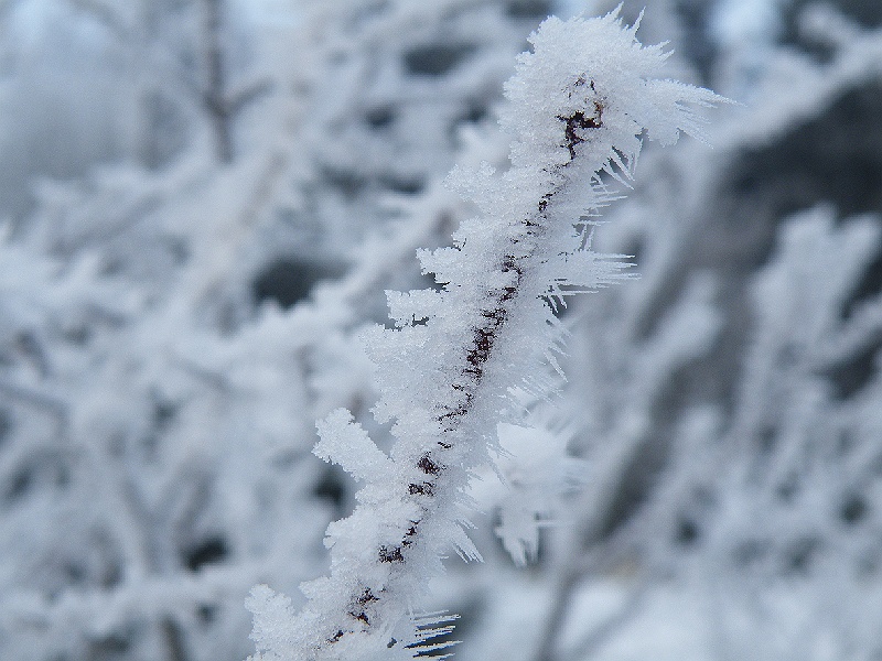 DSCF7316.JPG