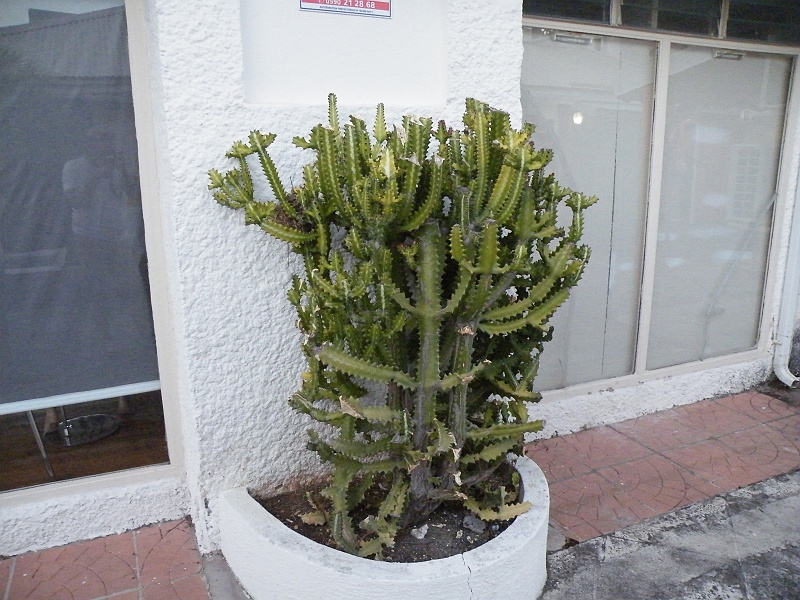 DSCF7595.JPG