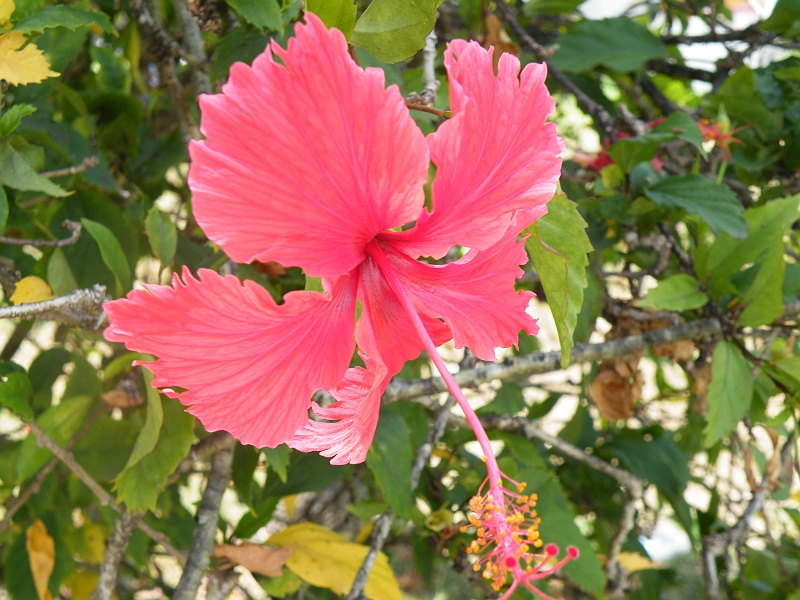 DSCF8126.JPG