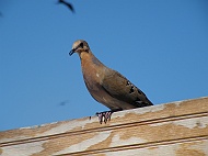DSCF7878