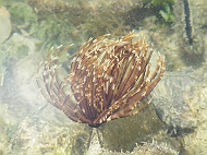 DSCF8113