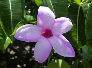 DSCF8125