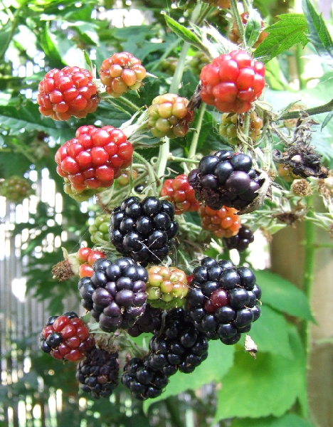 2008_0831_thuis0043.JPG - Ready to Eat