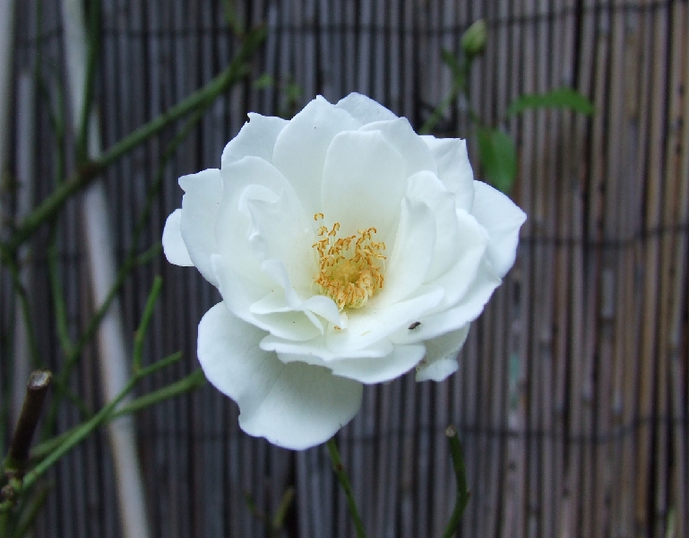 2008_0831_thuis0047.JPG - White