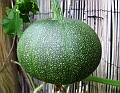 2008_0806_thuis0016