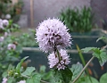 2008_0806_thuis0019