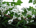 2008_0806_thuis0021