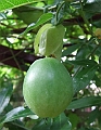 2008_0806_thuis0022