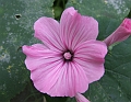 2008_0806_thuis0023