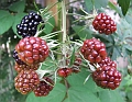 2008_0806_thuis0024
