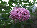 2008_0806_thuis0032