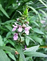 2008_0806_thuis0033