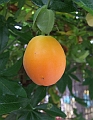 2008_0824_thuis0035