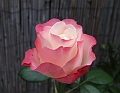 2008_0824_thuis0038