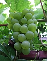 2008_0824_thuis0039