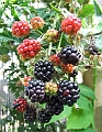 2008_0831_thuis0043