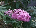 2008_0831_thuis0049