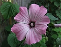 2008_0831_thuis0052
