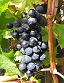 2008_0831_thuis0053