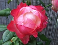 2008_0831_thuis0055