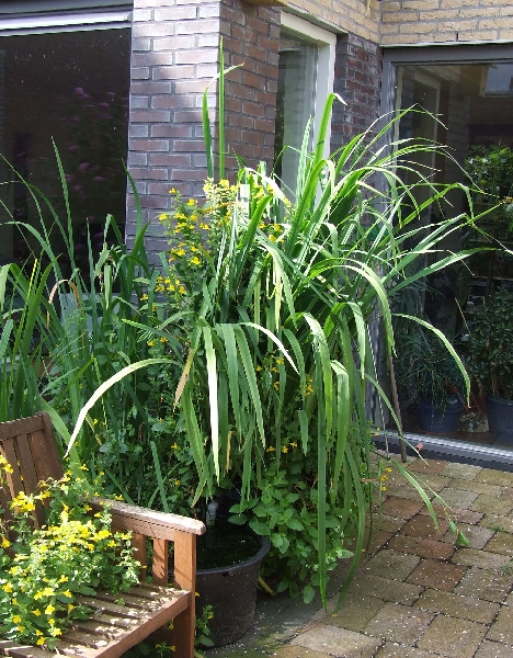 2009_0719_Juli_thuis0028.JPG - Yellow Lis