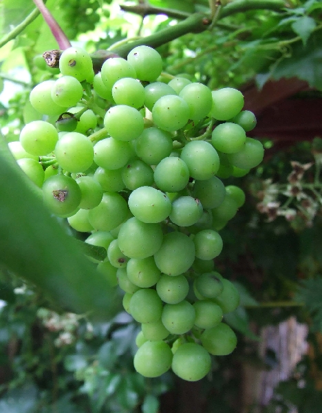 2009_0719_Juli_thuis0033.JPG - Vino Rose?