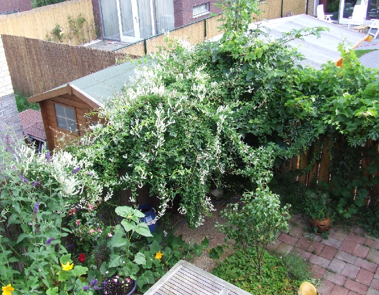 2009_0719_Juli_thuis0035.JPG - Backyard View