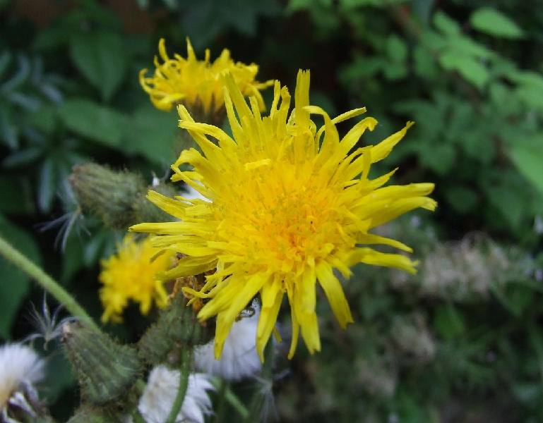 2009_0801_Augustus_thuis0016.JPG - Horseflower