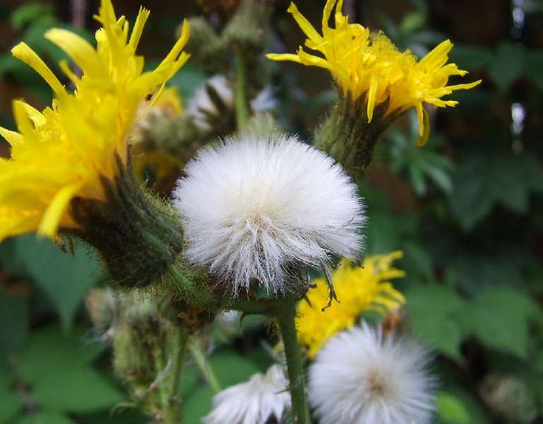 2009_0801_Augustus_thuis0017.JPG - Horse Seeds?