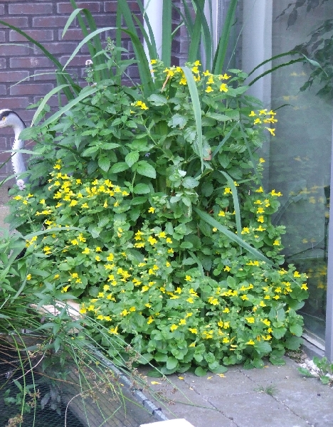 2009_0801_Augustus_thuis0019.JPG - Biological Filter