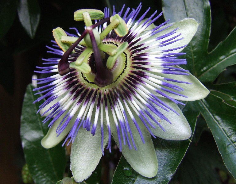 2009_0801_Augustus_thuis0020.JPG - Close-by