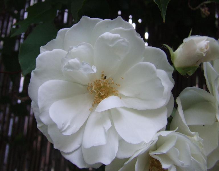 2009_0801_Augustus_thuis0028.JPG - White Lady