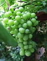 2009_0719_Juli_thuis0033
