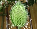 2009_0719_Juli_thuis0040
