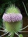 2009_0719_Juli_thuis0041