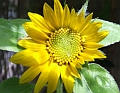 2009_0719_Juli_thuis0043
