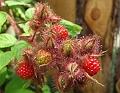 2009_0719_Juli_thuis0044