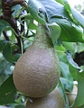 2009_0801_Augustus_thuis0014