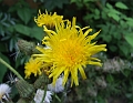 2009_0801_Augustus_thuis0016