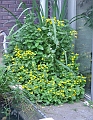 2009_0801_Augustus_thuis0019