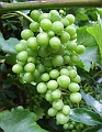 2009_0801_Augustus_thuis0027