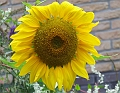 2009_0815_Augustus_thuis0002